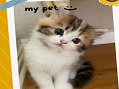 MY PET