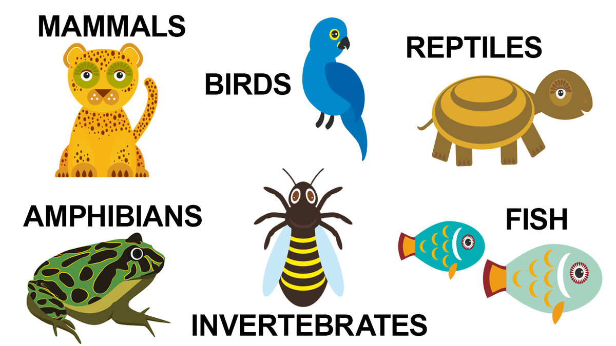 Animals 2